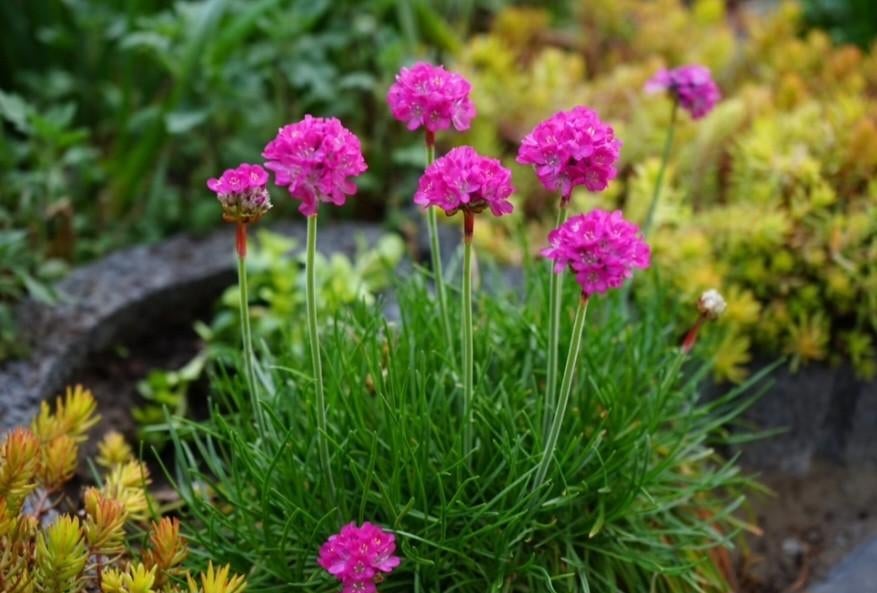 Engels gras, armeria maritima,, Ophalen, Lente, Vaste plant, Halfschaduw