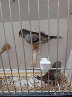 Kanaries mooien groote gezonde vogels, Dieren en Toebehoren, Vogels | Kanaries