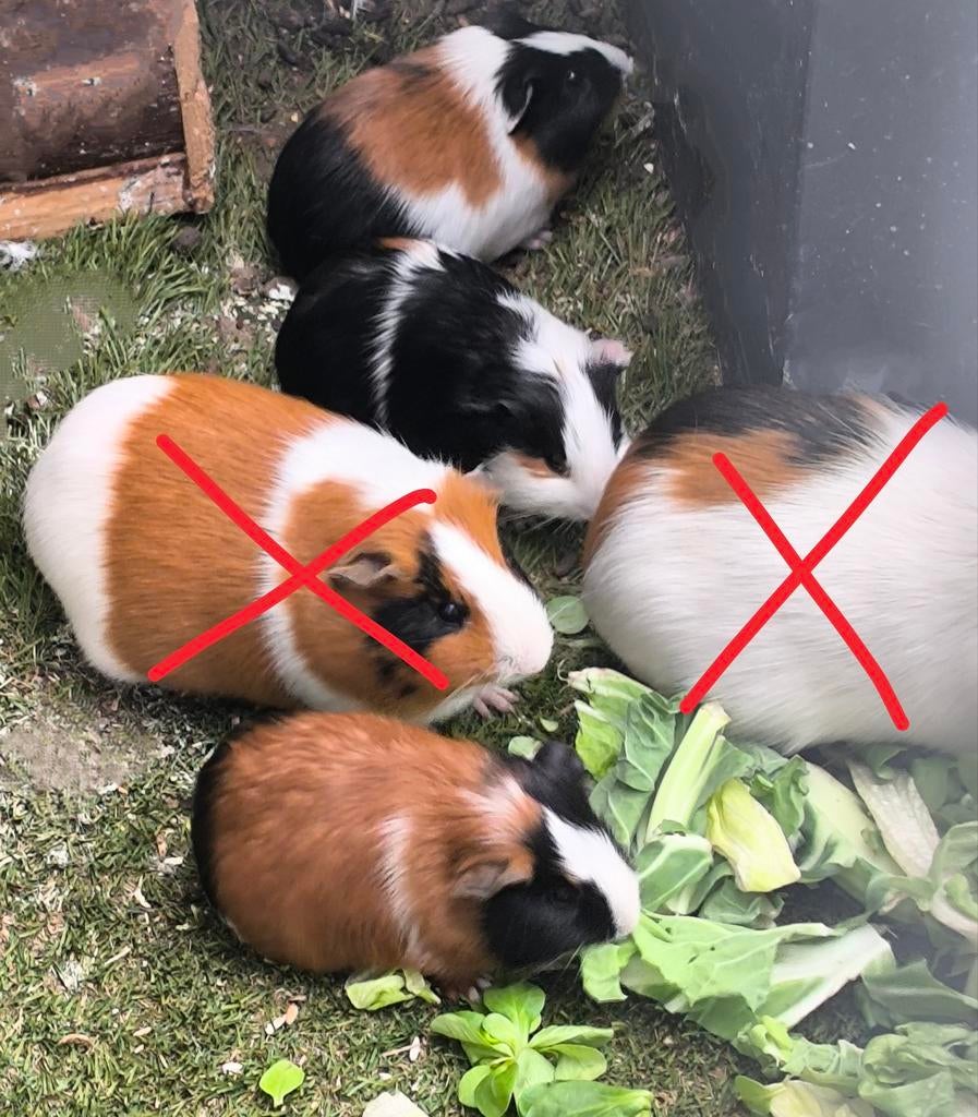 3 jonge cavia beertjes, Dieren en Toebehoren, Maart, Mannelijk, Cavia