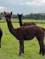 Bruine alpaca merrie, Dieren en Toebehoren, Juni, Vrouwelijk