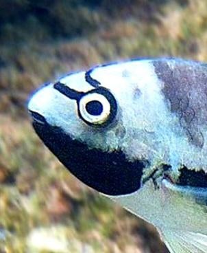 Aquariumvissen Tomocichla cichliden, Vis, Zoetwatervis