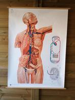 plaque scolaire vintage du système lymphatique anatomique, Enlèvement ou Envoi, Nature et Biologie