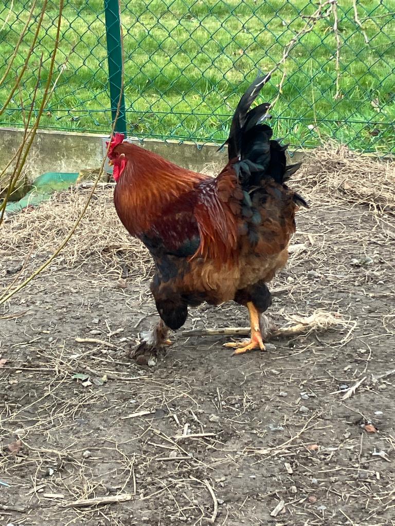 Brahma haan, Dieren en Toebehoren, Mannelijk, Kip