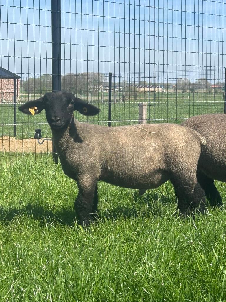 Suffolk ram lammeren, Animaux & Accessoires, Moutons, Chèvres & Cochons