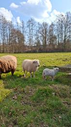 Ouessant ooi (2j) met ramlam