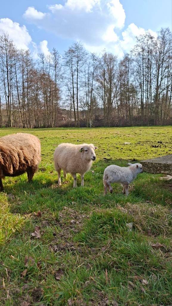 Ouessant ooi (2j) met ramlam, Animaux & Accessoires, Moutons, Chèvres & Cochons