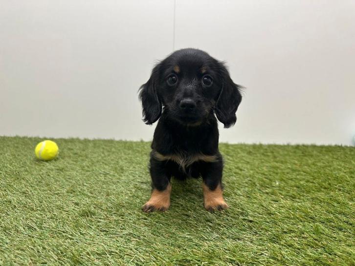 Nid pour chiots teckel à poil long, Animaux & Accessoires, Chiens | Teckels & Bassets, Plusieurs animaux, Poils longs, Standard