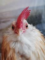 handtamme okerwitte Ukkelse baardkriel haan, Animaux & Accessoires, Volatiles, Mâle, Poule ou poulet