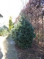 Laurier, Jardin & Terrasse, Plantes | Arbustes & Haies, Enlèvement, Laurier, Arbuste, 100 à 250 cm