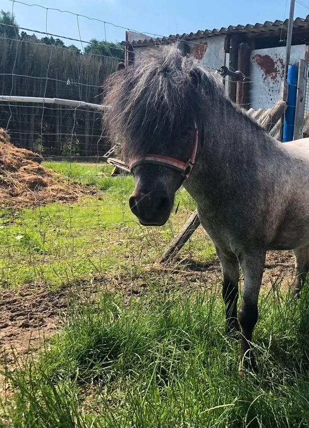 Shetlander schimmel hengst, Dieren en Toebehoren, Pony's, Hengst, 11 jaar of ouder, Gechipt