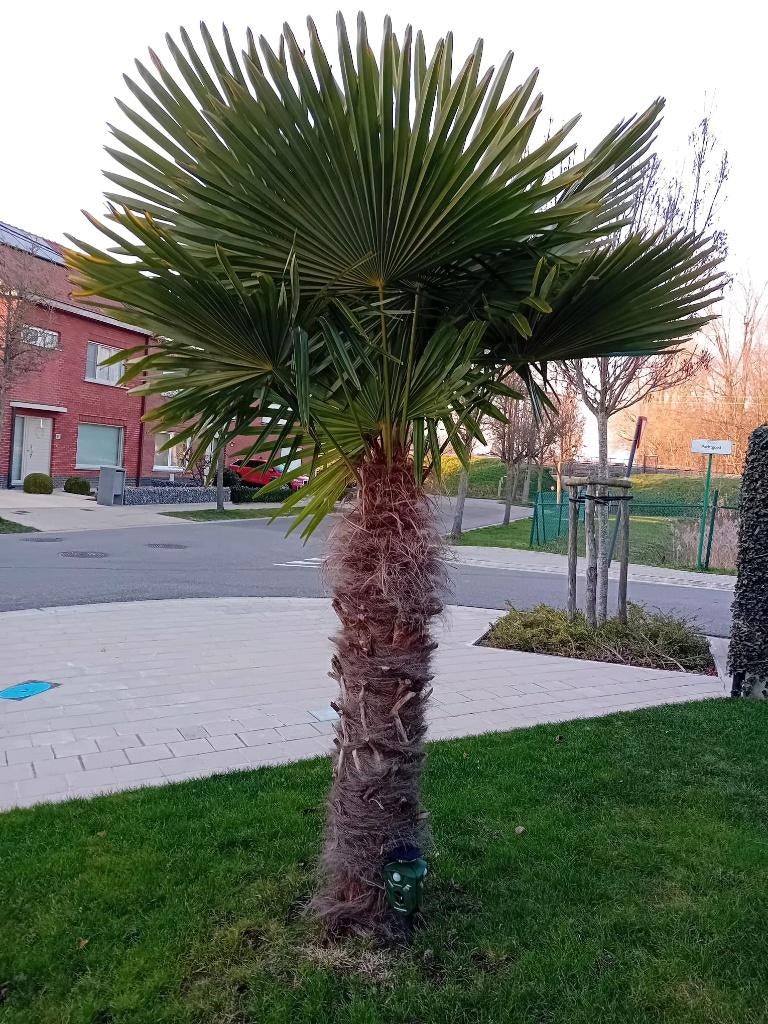 Winterharde Trachycarpus Fortunei palmboom 2m30hoog, Tuin en Terras, Planten | Bomen, Ophalen, Palmboom, 100 tot 250 cm