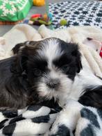 Shihtzu puppy’s, Autres races, Plusieurs, Hépatite contagieuse (maladie de Rubarth), Belgique