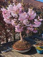 Bonsai prunus accolade, Tuin en Terras, Ophalen, Lente, Volle zon