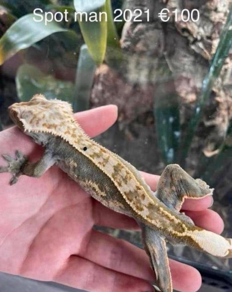 Wimpergekko, Animaux & Accessoires