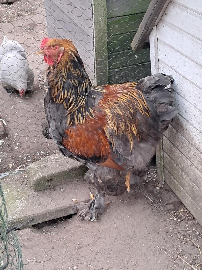 Brhama haan van 2025, Dieren en Toebehoren