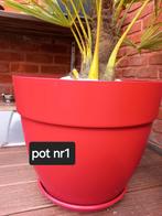 Winterharde palmbomen Trachycarpus 80€ per pot, Tuin en Terras, Planten | Tuinplanten, Ophalen