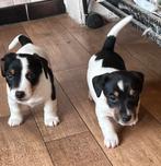 Des chiots Jack Russell super mignons, élevés à la maison !, 8 à 15 semaines, Plusieurs, Éleveur | Loisir, Jack Russel Terrier