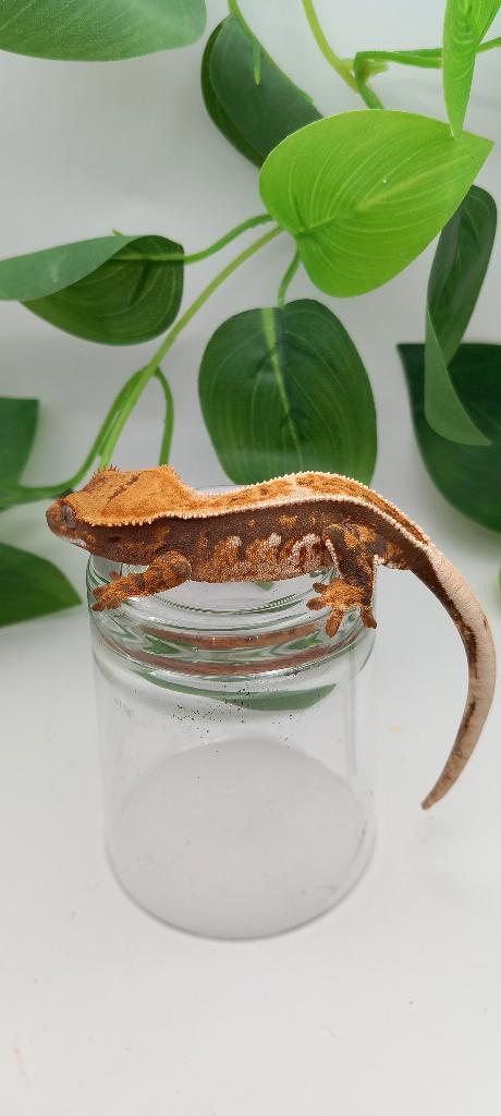 Poss 0.1 Tricolor Emptyback wimpergekko (vrouw), Dieren en Toebehoren, Reptielen en Amfibieën, Hagedis, 0 tot 2 jaar, Tam