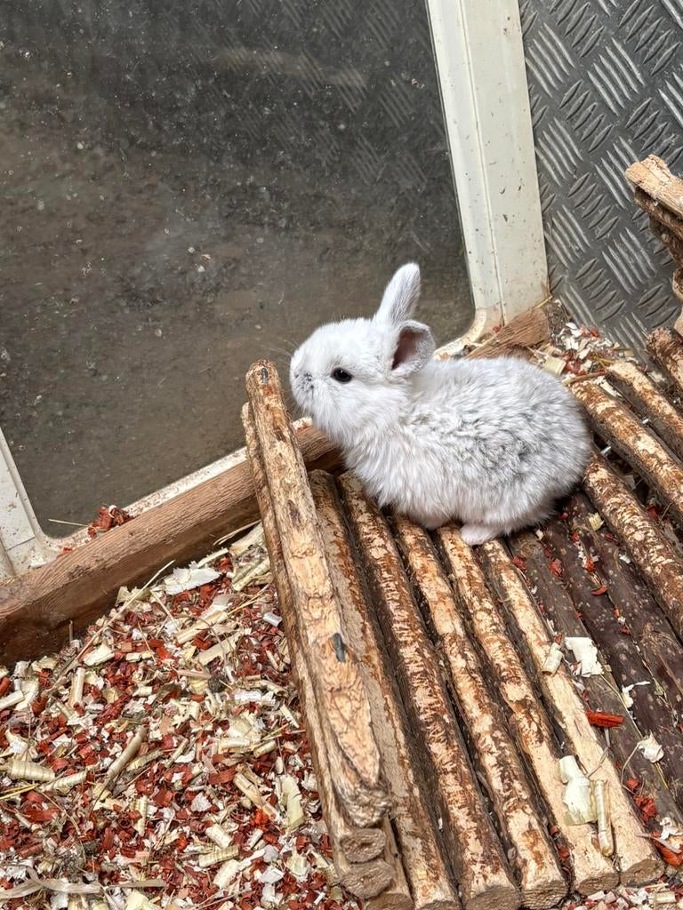 Hangoor konijnen, Oreilles tombantes