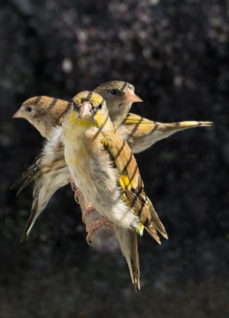 hybride vogels (15€ * 4 ), Animaux & Accessoires, Oiseaux | Canaris