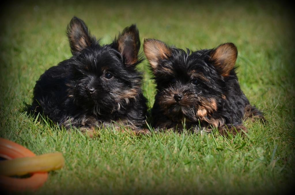Chiots Yorkshire Terrier nain, Animaux & Accessoires, Yorkshire Terrier, Chien (mâle), Belgique, Plusieurs