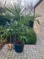 Trachycarpus Fortunei résistant à l'hiver, Enlèvement, Palmier