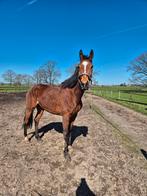 Leuke brave merrie, Jument