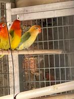 Fischeri verdunde turkoois/opaline, Vrouwelijk