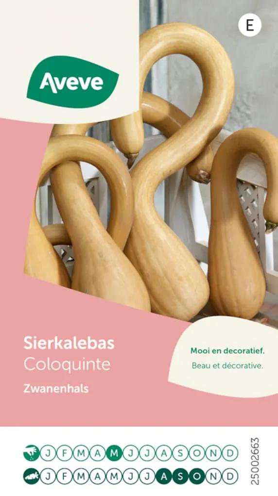 2 soorten Sierpompoen plantjes – decoratie kleurmix, Autres espèces, Automne, Annuelle, Plein soleil