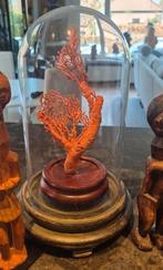 Grote rode koraal tak ca 1920 antieke stolp memento mori, Ophalen of Verzenden