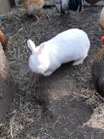 konijnetjes 2 witte kleurdwergen( pooltjes ), Dieren en Toebehoren, Pluimvee