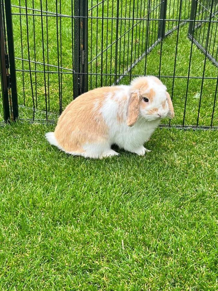 Lapins NHD gratuits (bélier + infirmière), Animaux & Accessoires, Lapins