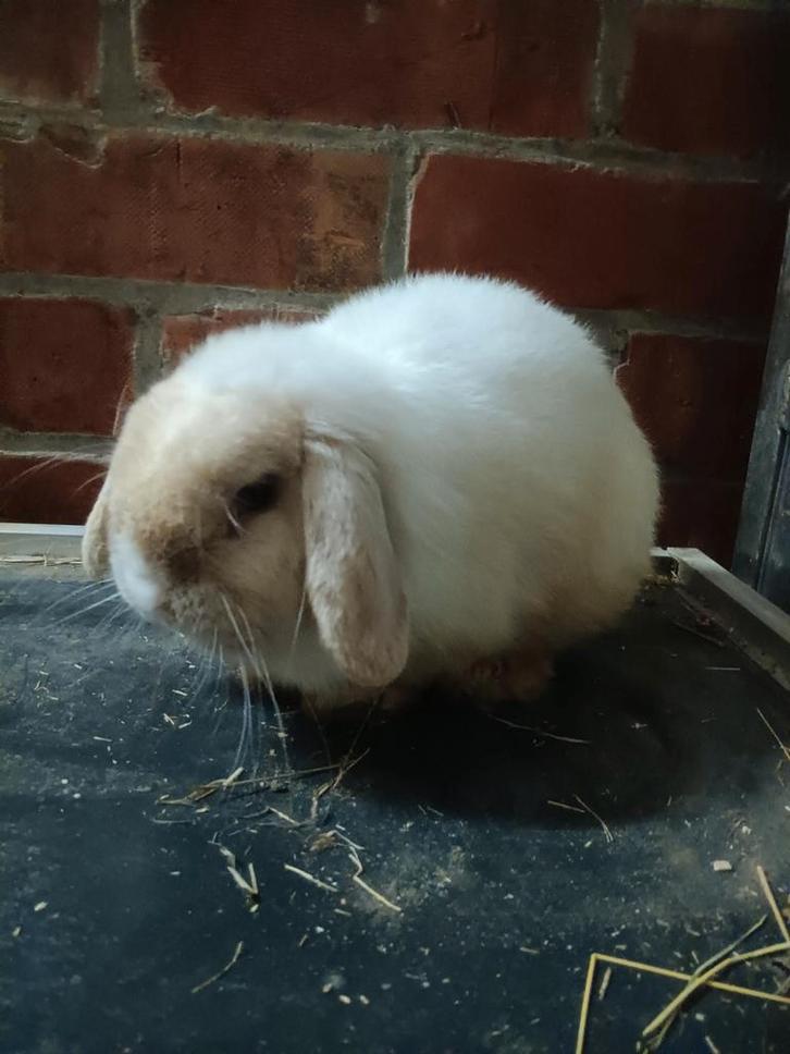 Nederlandse dwerghangoren, Dieren en Toebehoren, Konijnen, Dwerg, Mannelijk, Hangoor