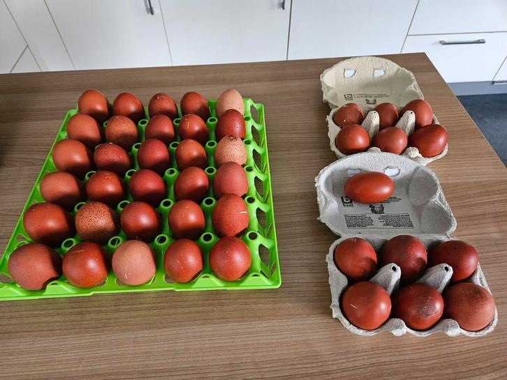 Broedeieren marans tentoonstellingsdieren, Dieren en Toebehoren, Pluimvee | Toebehoren, Ophalen