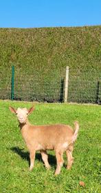 Mooie vrouwelijke dwerggeiten, Dieren en Toebehoren, Schapen, Geiten en Varkens