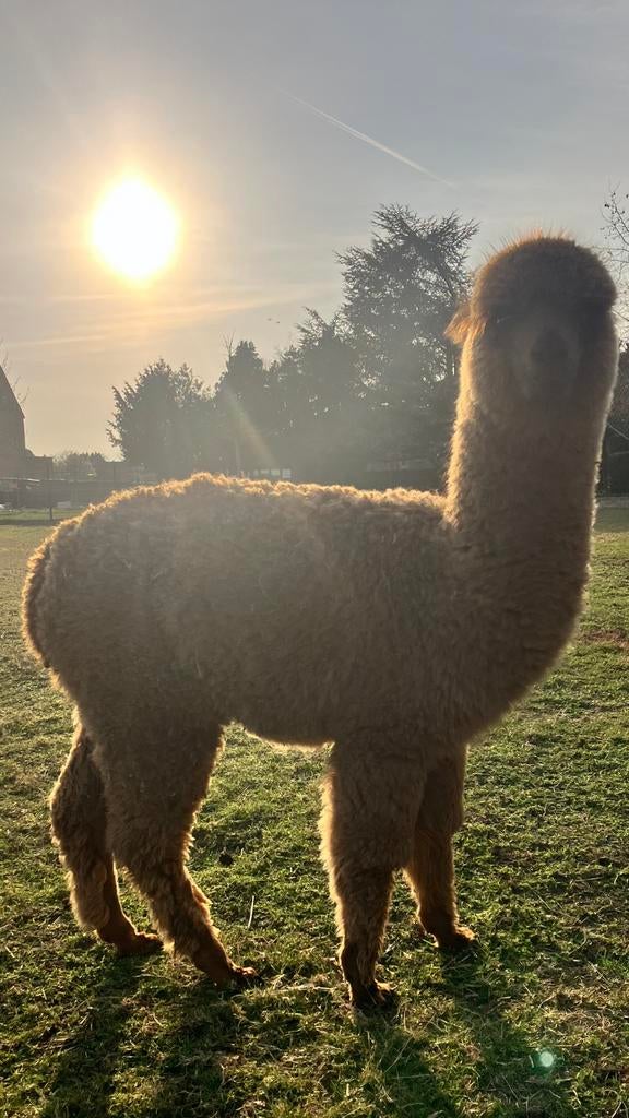 3 alpaca hengstveulens, leuke kleurtjes, lief en halstermak, Animaux & Accessoires, Animaux Autre, Plusieurs animaux, Juin