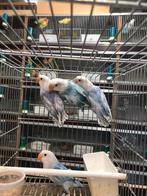 Bonte fischries, Dieren en Toebehoren, Vogels | Parkieten en Papegaaien