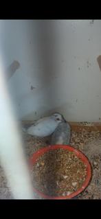 Vogels, Dieren en Toebehoren, Ophalen of Verzenden