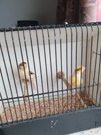 Mooie kanariemannen, Dieren en Toebehoren, Vogels | Kanaries, Mannelijk, Kleurkanarie