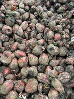 Voederbieten, Zakelijke goederen, Landbouw | Veevoer, Ophalen