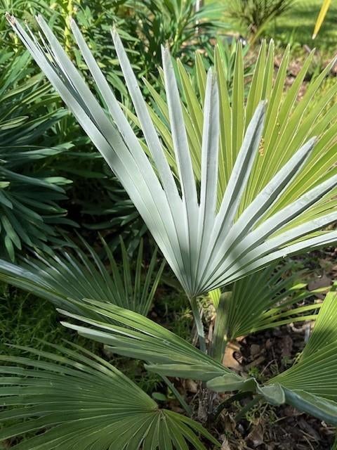 Palmboom Trachycarpus princeps x wagnerianus., Tuin en Terras, Planten | Bomen, Palmboom, Minder dan 100 cm, Volle zon, Lente