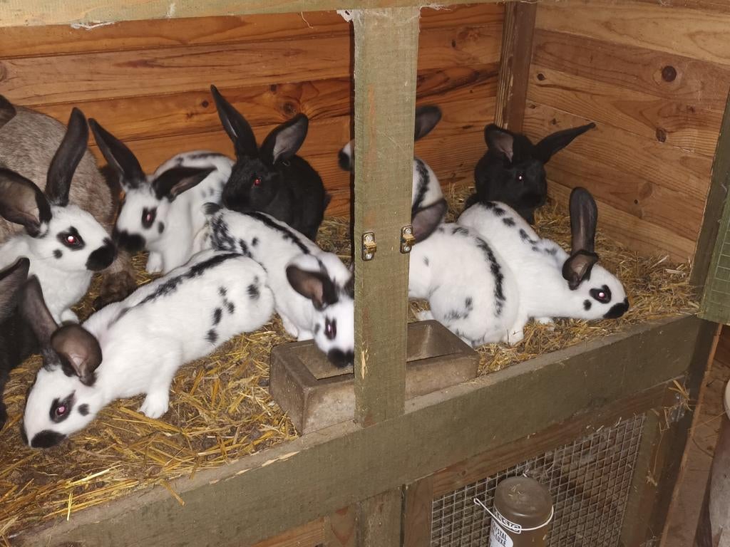 Reuze vlinder, Dieren en Toebehoren, Konijnen