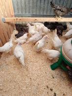 dag kuikens kleurleggers 100% hennen voor 5 mei 0499/082381, Vrouwelijk, Kip