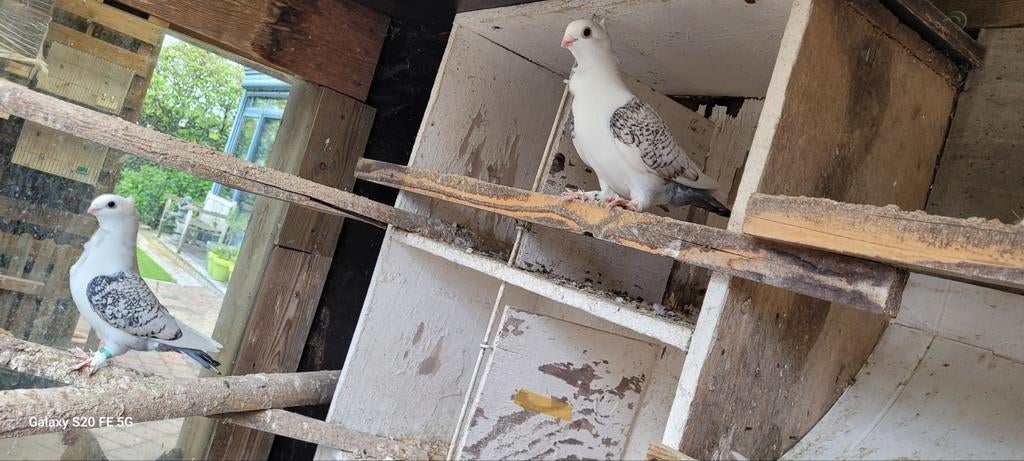 Oud oosterse meeuwkens