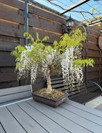 Bonsaï Glycine - Wisteria Floribunda en Bourgeonnement, Autres espèces, Annuelle, Printemps, Plein soleil