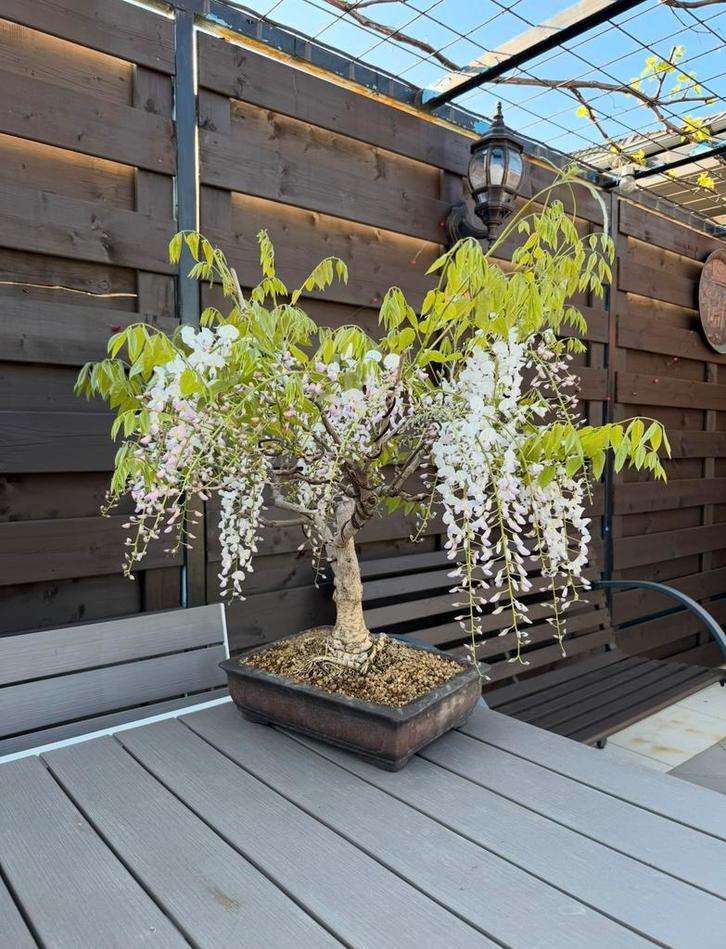 Bonsaï Glycine - Wisteria Floribunda en Bourgeonnement, Jardin & Terrasse, Plantes | Jardin, Annuelle, Autres espèces, Plein soleil