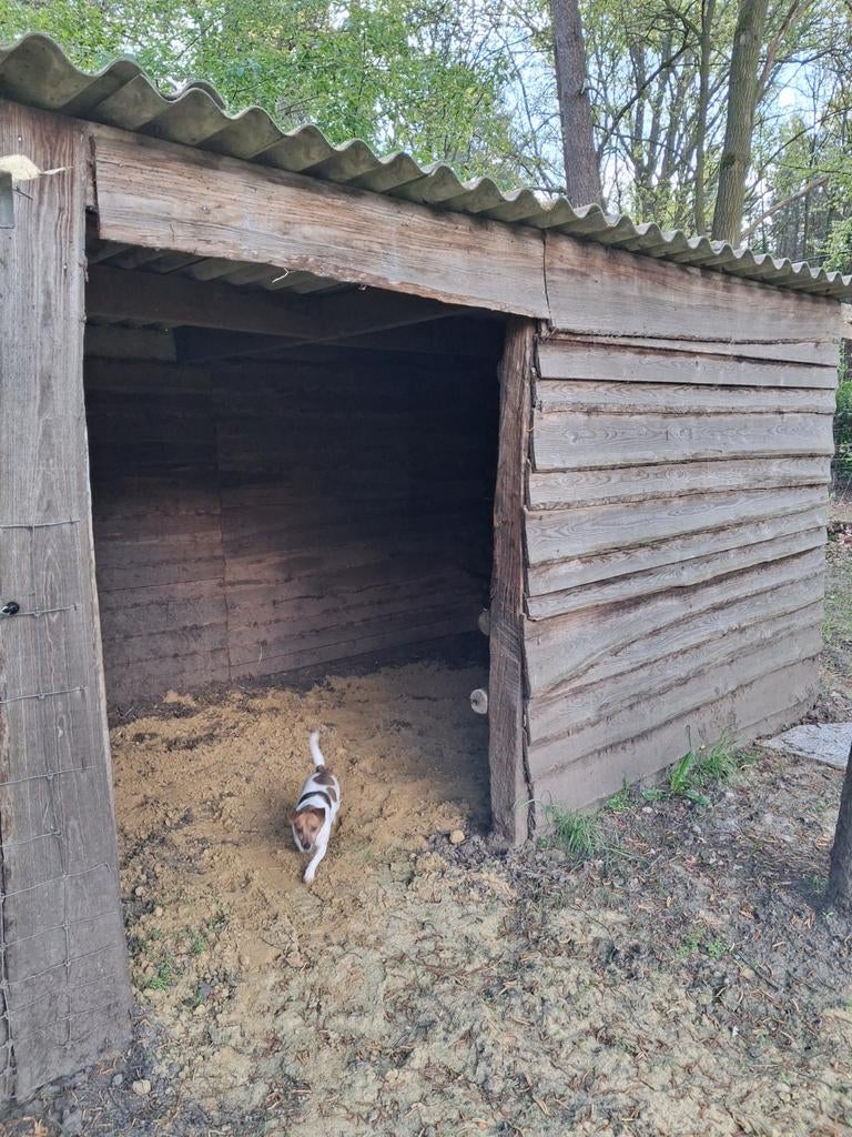 Stalling met 24/7 weidegang beschikbaar in westerlo., Weidegang, 1 paard of pony