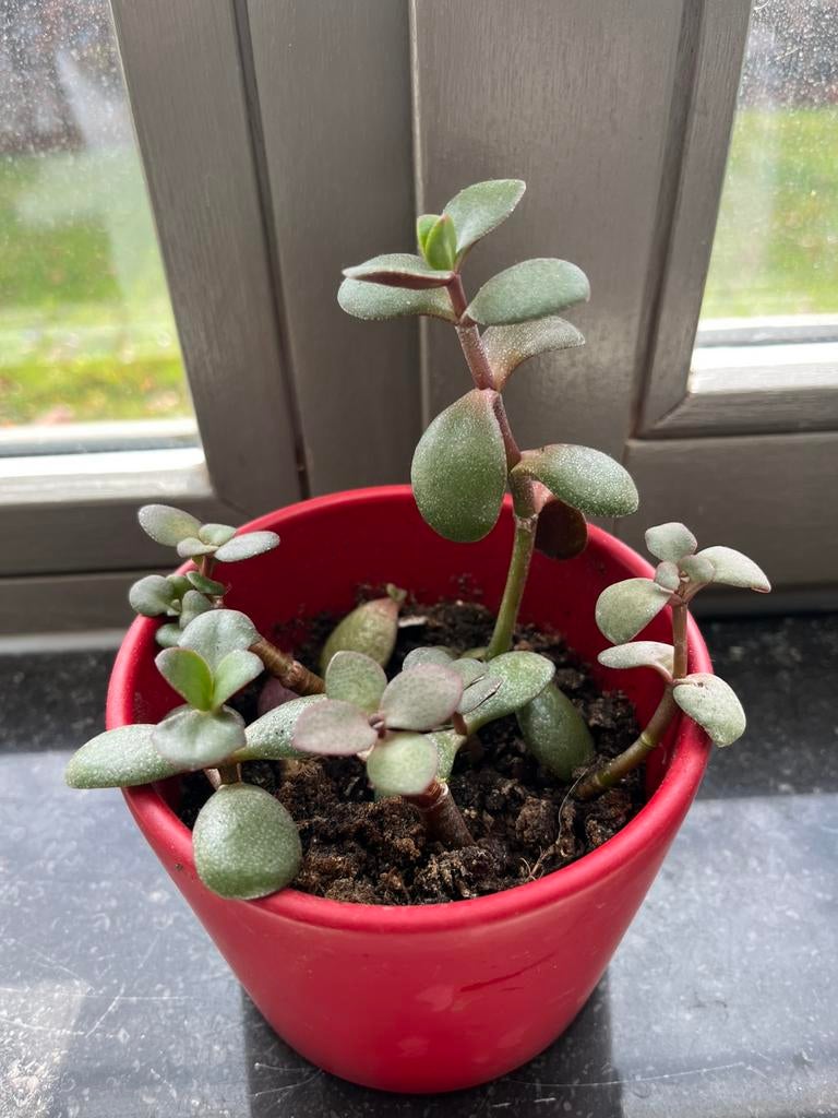 Petite arbre jade en pot céramique, Maison & Meubles, Plantes d'intérieur, Enlèvement, En pot