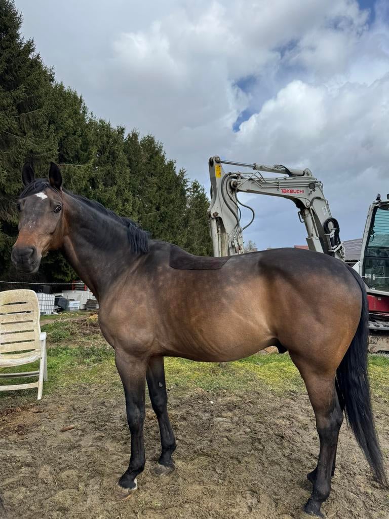 springpaard te koop, Dieren en Toebehoren, Ruin, 175 cm of meer, Springpaard, 11 jaar of ouder