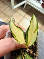 Hoya polyneura inner variegata, Ophalen of Verzenden